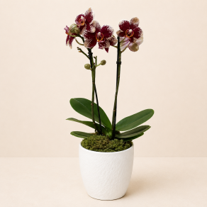 MINI ORQUÍDEA PHALAENOPSIS ROSA FP 444