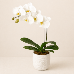 ORQUÍDEA PHALAENÓPSIS BRANCA EXT 515