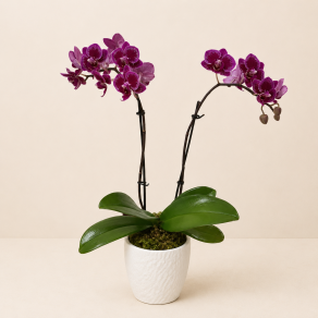 MINI ORQUÍDEA PHALAENOPSIS LILAS FP 425
