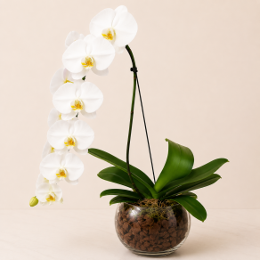 ORQUIDEA PHALAENOPSIS BRANCA CASCATA  FP 501