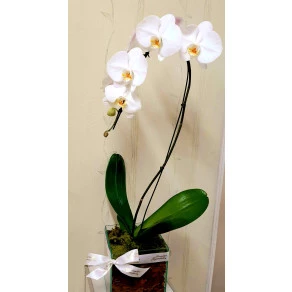 ORQUIDEA PHALAENOPSIS BRANCA CASCATA  FP 501