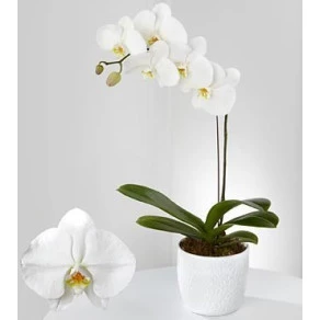 ORQUÍDEA PHALAENÓPSIS BRANCA EXT 515