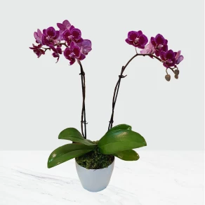 MINI ORQUÍDEA PHALAENOPSIS LILAS FP 425