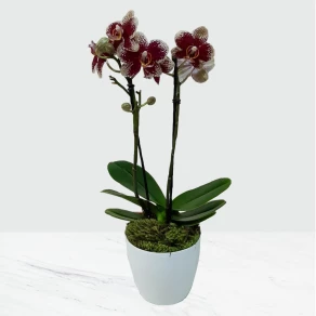 MINI ORQUÍDEA PHALAENOPSIS ROSA FP 444
