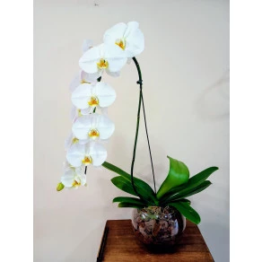 ORQUIDEA PHALAENOPSIS BRANCA CASCATA  FP 501