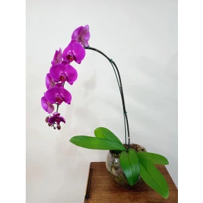 ORQUIDEA PHALAENOPSIS PINK CASCATA FP 500