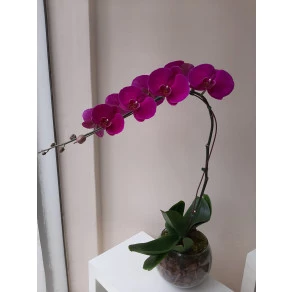 ORQUIDEA PHALAENOPSIS PINK CASCATA FP 500
